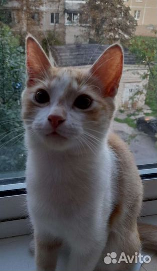Котенок