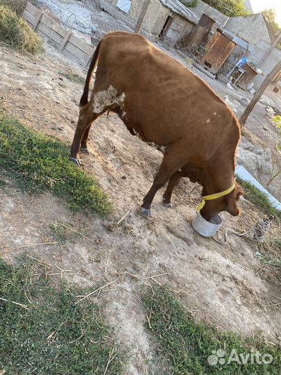 Корова дойная с теленком