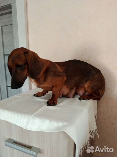 Щенок таксы