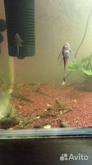 Вуалевые анцитрусы