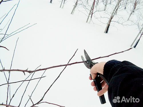 Проф.обрезка садов