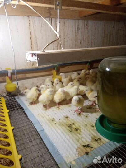 Птенцы легорнов и ломан браун