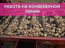 Оператор конвейерной линии по уборке картофеля