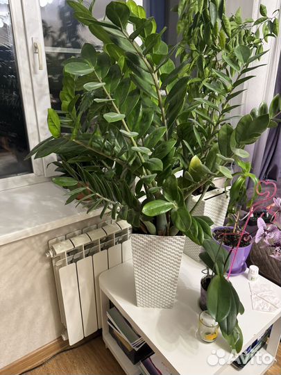 Замиокулькас