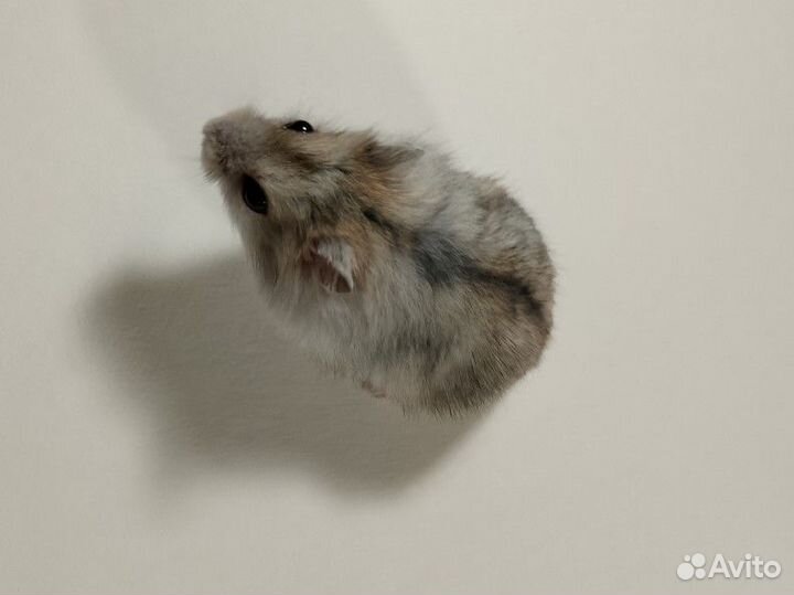 Джунгарский хомяк