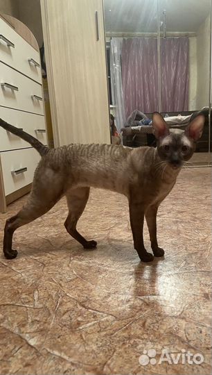 Корниш-рекс вязка