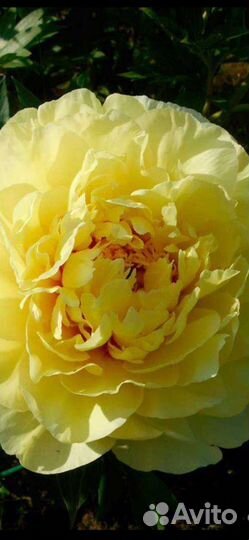 Пион ито бартзелла