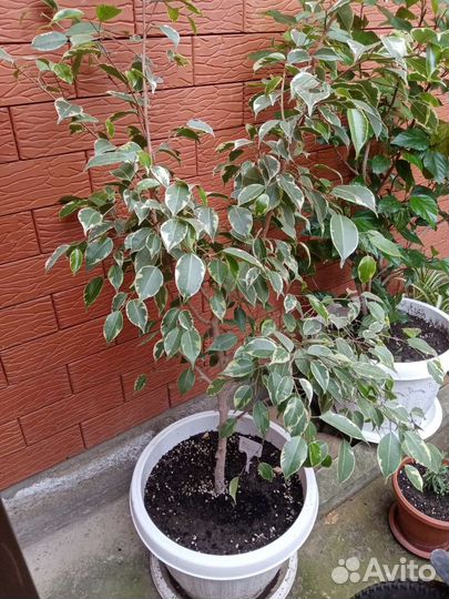 Фикус бенджамина