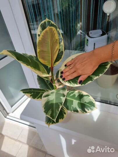 Фикус эластика тинеке