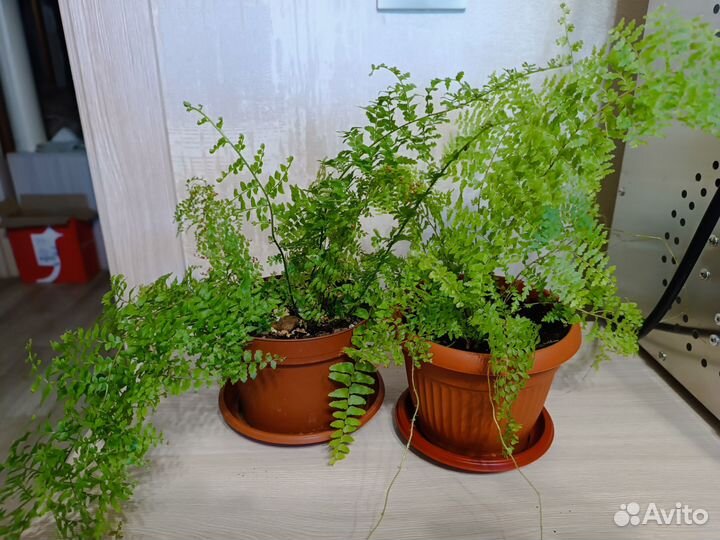 Папоротник разных сортов, алоказия