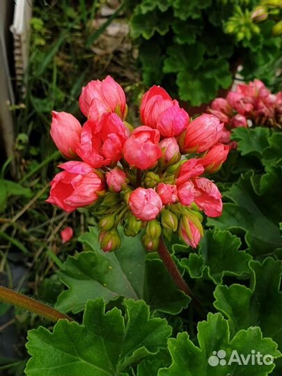 Герань пеларгония сортовая