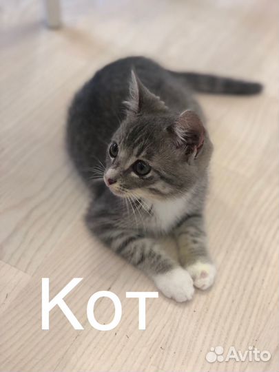 Котята в добрые руки