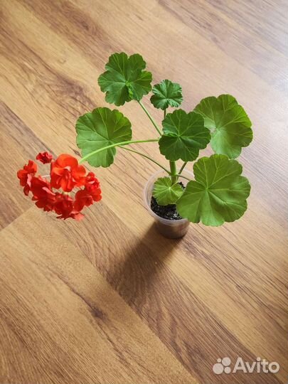 Пеларгония герань цветущая