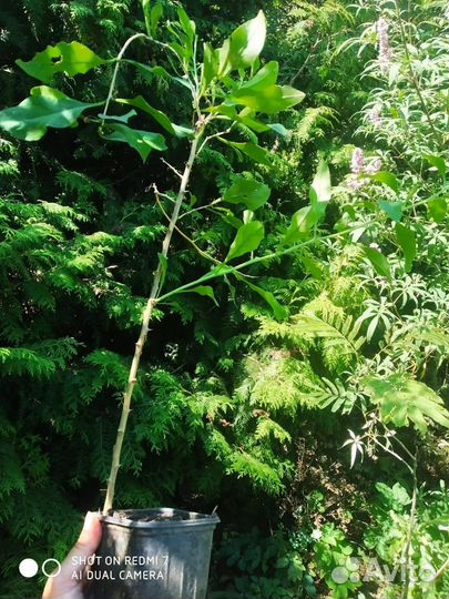 Айва японская ярко-розовая, мята шоколадная