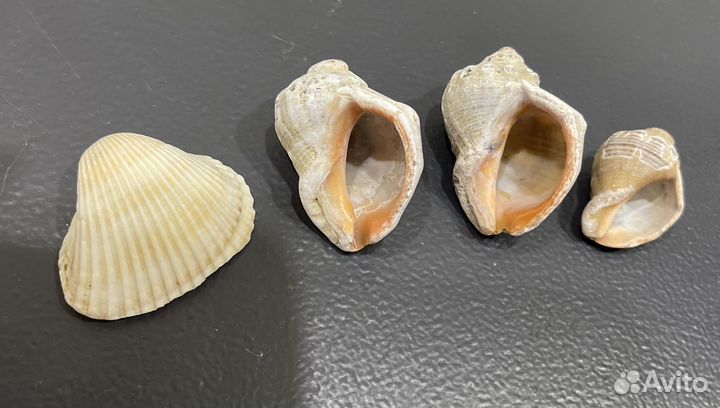 Морские ракушки 1 кг для аквариума, поделок