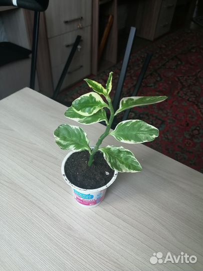 Комнатные цветы