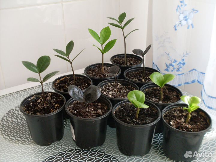 Детский садик