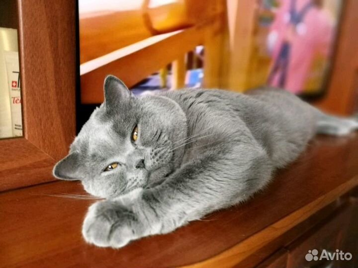 Вязка с британцем