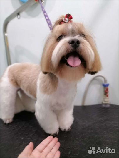 Стрижка собак