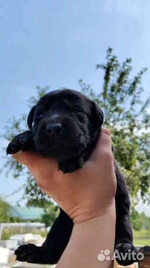 Щенки лабрадора