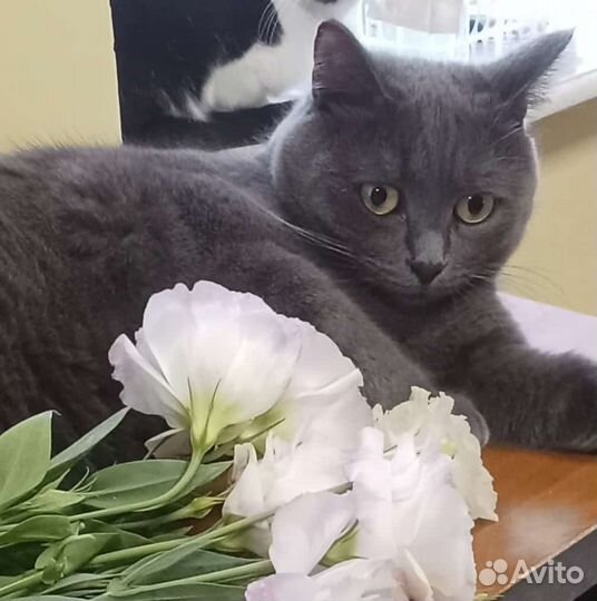 Британский кот без документов