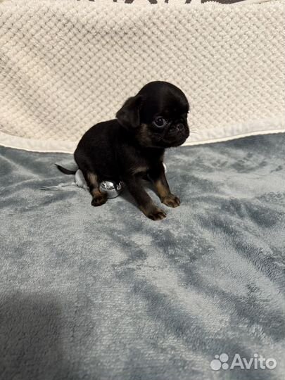 Птибрабансон