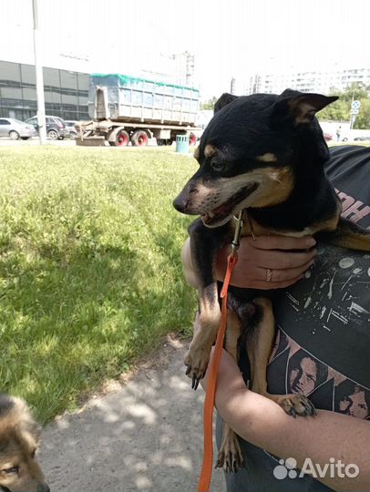 Маленькая собачка в добрые руки