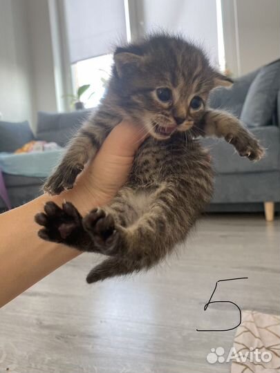 Британские котята