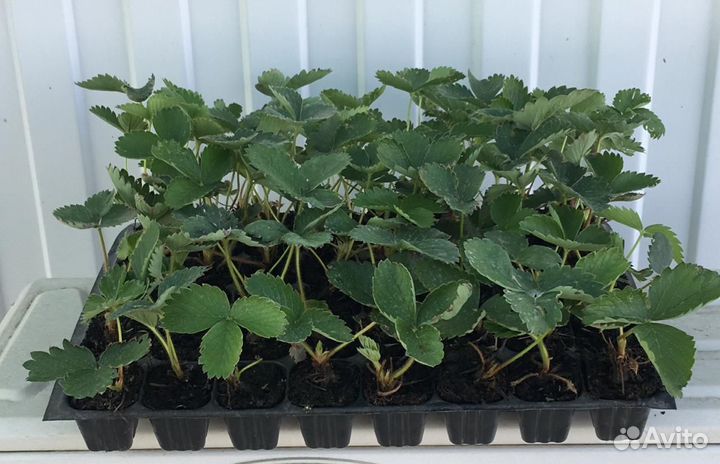 Рассада клубники от производителя