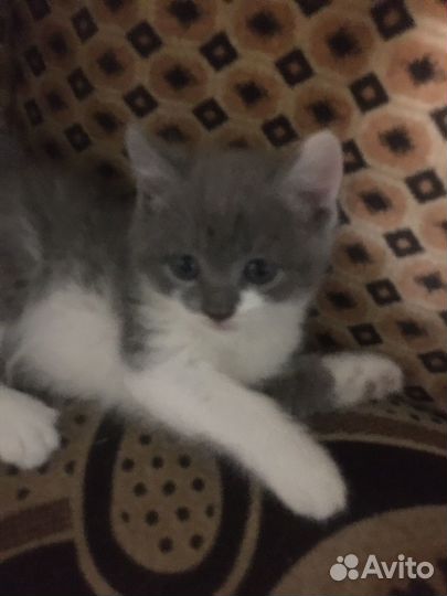 Британские котята