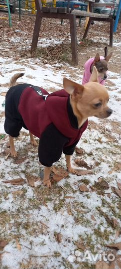 Вязка кобель Чихуахуа мини