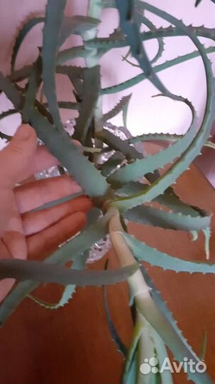 Алоэ лечебный