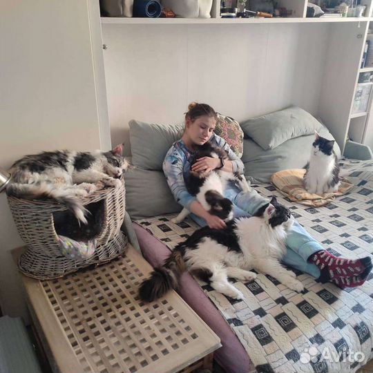 Выгул, зооняня, догситтер