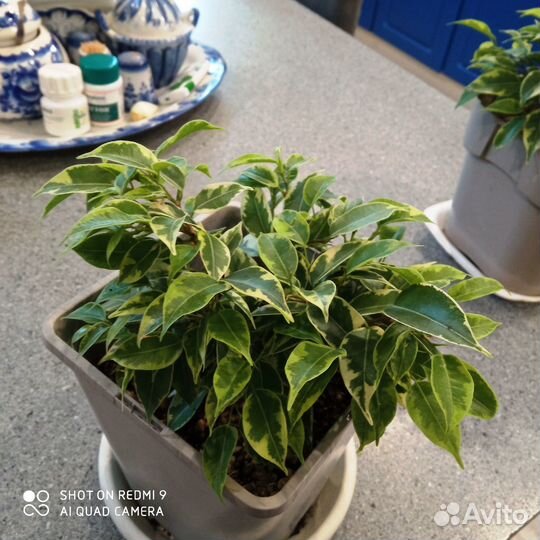 Фикус Бенджамина вариегатный