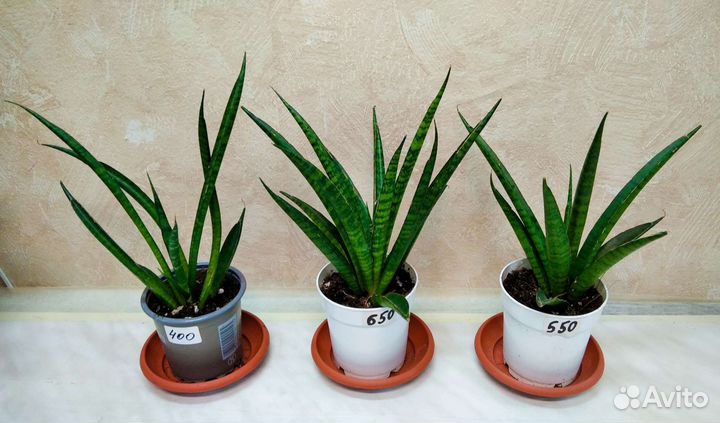 Сансевиерия