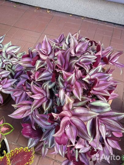 Традесканция