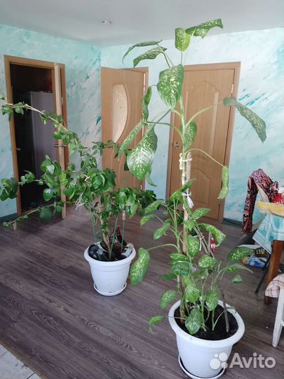 Комнатные цветы