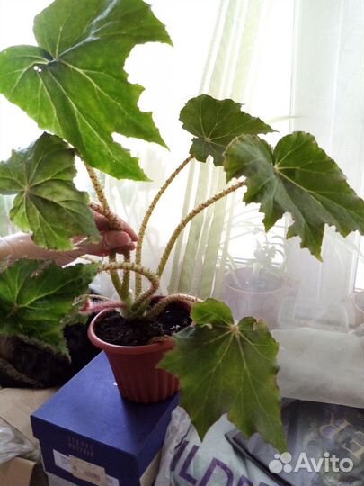 Бегония декоративнолиственная