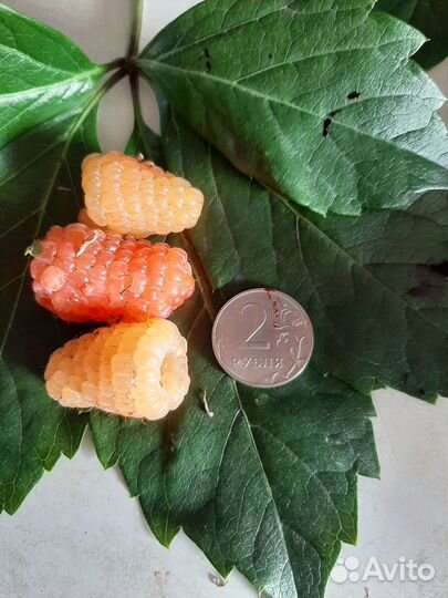 Плодовые кустарники