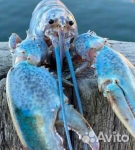 Продам мемы