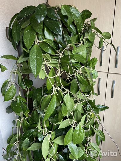 Хойя корноза