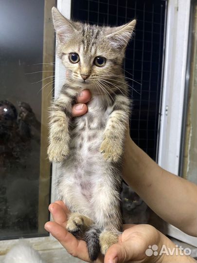 Котята в приюте