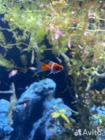 Меченосцы кохаку,санта клаус,брокколи,флаг рубин