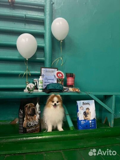 Собаки щенки шпиц мальчик