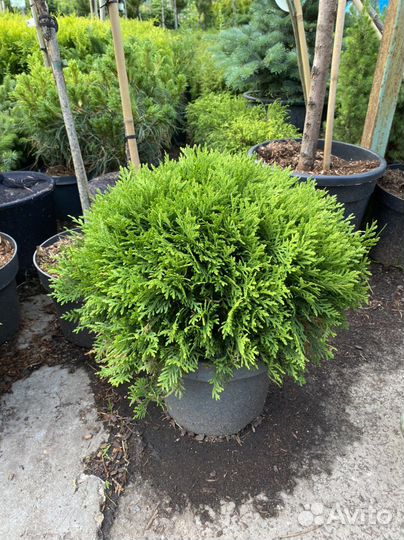 Туя западная Смарагд