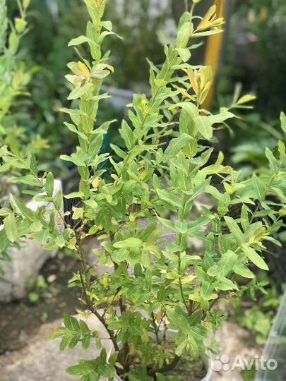 Ива хакуро нишики