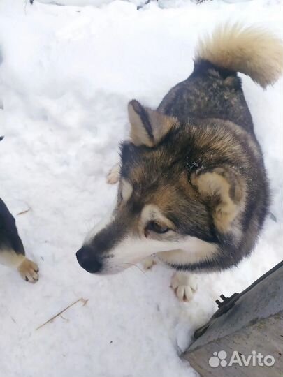 Передержка собак