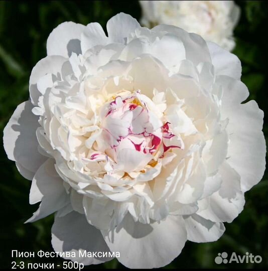 Пионы саженцы