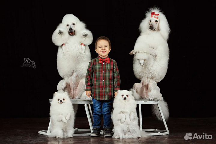 Собаки для фотосессии