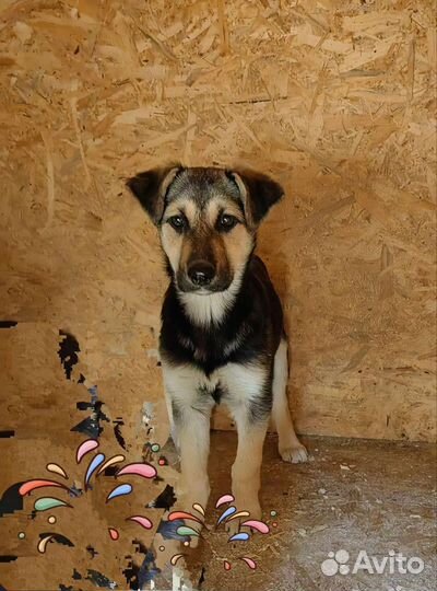 Спасите от гибели щенков